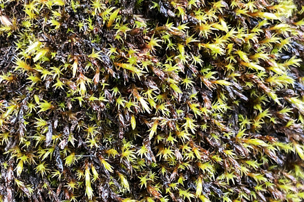 Close up of moss sprouts on a stone, a Sports & Recreation Photo by Artem Varnitsin
