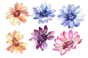 Colorful African Marguerite PNG Set