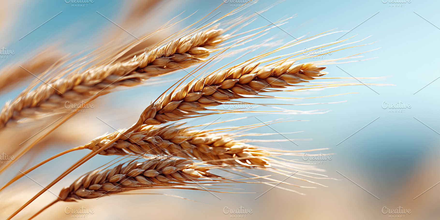 Sunlit golden wheat ears swaying in, a Nature Photo by MistyDay