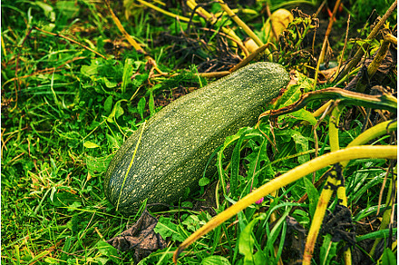 Green zucchini in the field., a Food & Drink Photo by Nature and travel