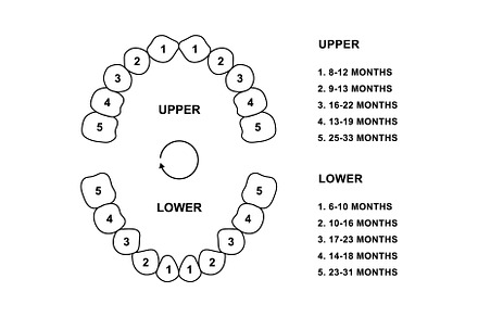 Primary tooth arrival chart. Child, a Healthcare Illustration by GraphiShop