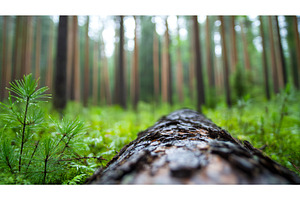 Fallen log in lush green forest with, a Nature Photo by Lermont51