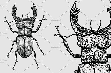 Lucanus beetle illustration