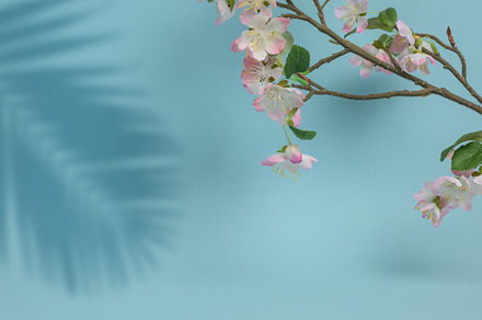 Cherry branch with flowers, a place to display cosmetics and pro, an Abstract Photo by ndanko