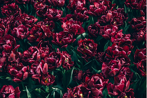 Flowerbeds of blossoming tulips