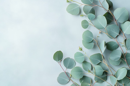 The top view of eucalyptus branches, a Photo by Pavel_design