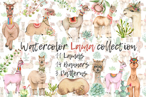 Lama in cactus collection