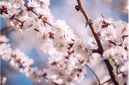 Apricot tree blossoms, a Nature Photo by Nature and travel