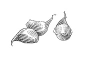 Garlic set engravings #2, a Food Illustration by Irina Trusova (Thumbnail 6 of 6)