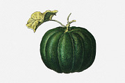 Fruit and Vegetable Art Collection, a Food Illustration by Illusiongraphic (Thumbnail 13 of 14)