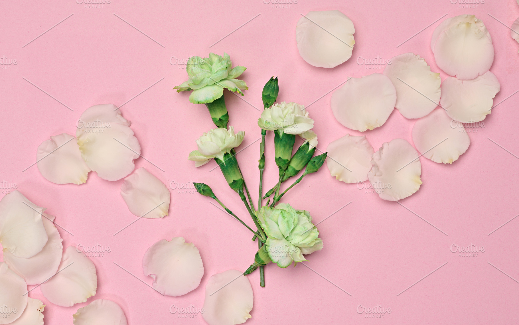 Light green carnations and delicate rose petals on pink backgrou, a Nature Photo by ndanko