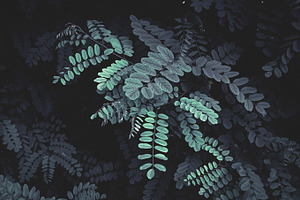 Turquoise leaves on black background containing leaves, twigs, and branches