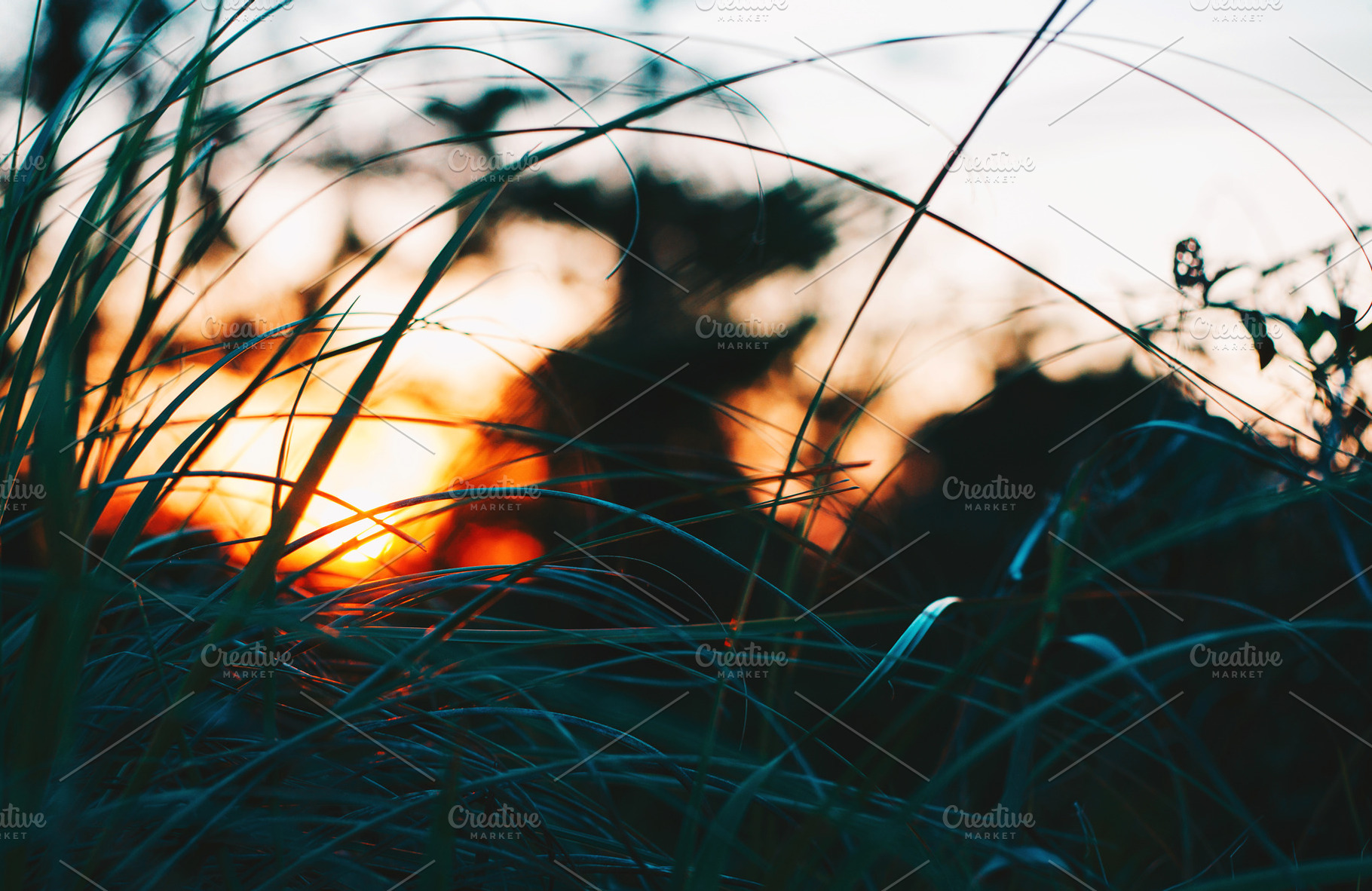 Sunset Through the Dunes, a Nature Photo by AlyssaKayeGraham
