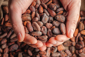 Hands holding raw cocoa beans