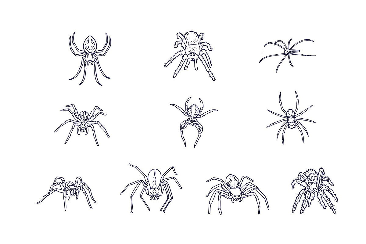 Spider Breeds Hand Drawn, an Animal Illustration by SLAB! Design (Photo 3 of 3)