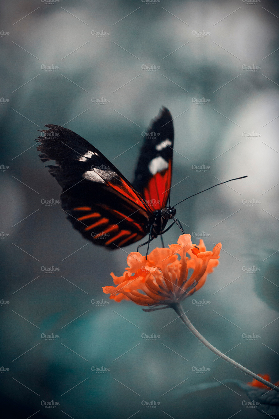 Heliconius Melpomene Butterfly