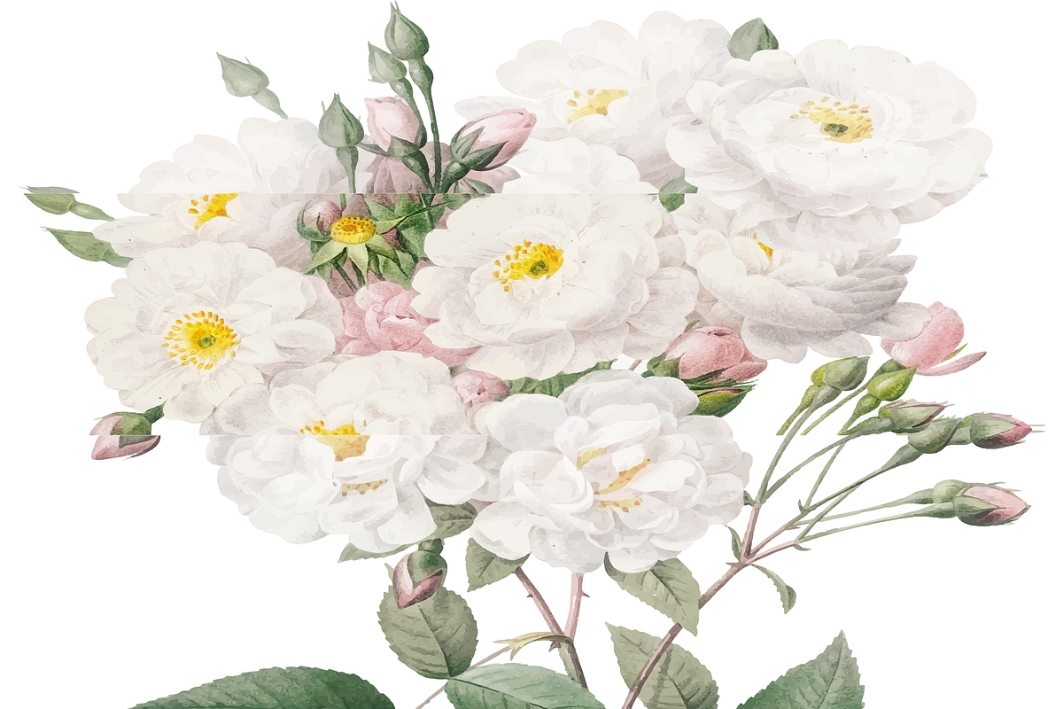 Watercolor White Floral Clipart Set, an Illustration by Digi_Design_World (Photo 5 of 5)
