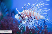 Underwater Photography Presets, a Plug-in Add-On by FixThePhoto (Thumbnail 10 of 32)