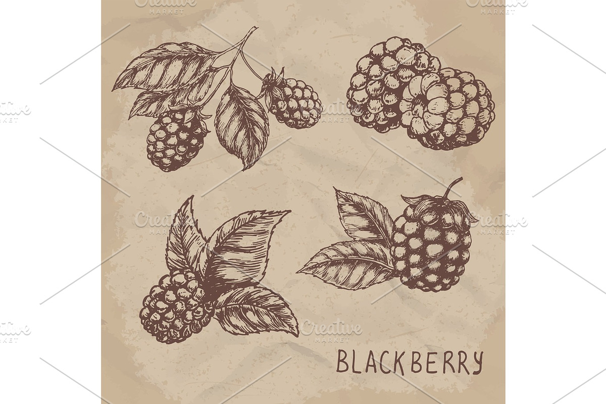 Illustration set of drawing blackberry raspberry. Hand draw illustration set for design. Vector engraving drawing antique illustration of blackberry with leafs., a Food Illustration by SHom