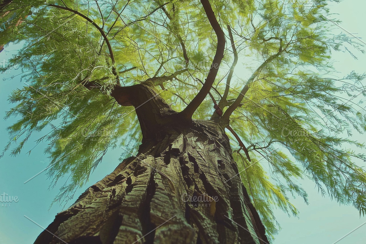 98 Trees view from below, a Nature Photo by Handmadefont (Photo 98 of 98)