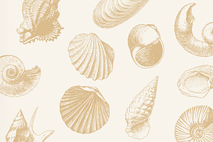 Vintage Seashells