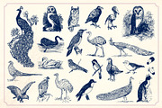 Vintage Hand Drawn Birds, an Object Graphic by Mr Vintage (Thumbnail 6 of 6)