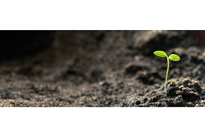 Growing Green Sprout From Soil, a Nature Photo by Our Amazing World
