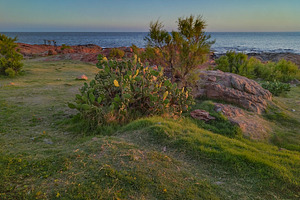Serene coastal landscape with vegetation, a Nature Photo by DanFLCreativo