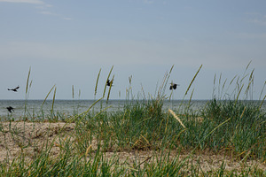 A wild seashore with sparse tall grass and sand, black birds fly, a Nature Photo by ndanko
