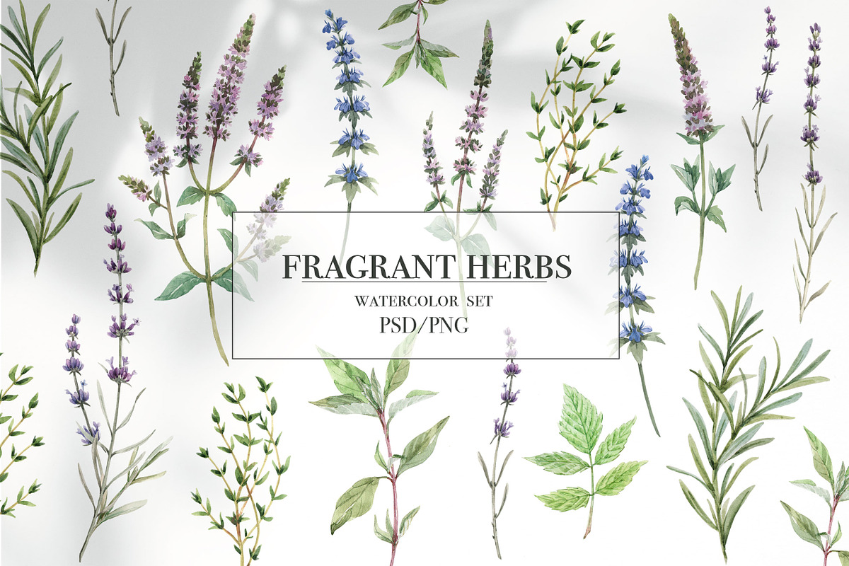Fragrant herbs set.Watercolor Flower, a Graphic by Lembrik's Artworks (Photo 1 of 2)