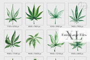 XL files - Watercolor Cannabis Set, an Object Graphic by Jeanina Vlad (Thumbnail 2 of 17)