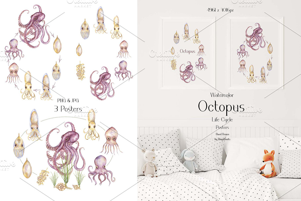 Watercolor Octopus Life Cycle Set, an Education Illustration by MayaNavits (Photo 4 of 7)