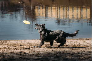 Alsatian Wolf Dog Catching Frisbee, an Animal Photo by Our Amazing World