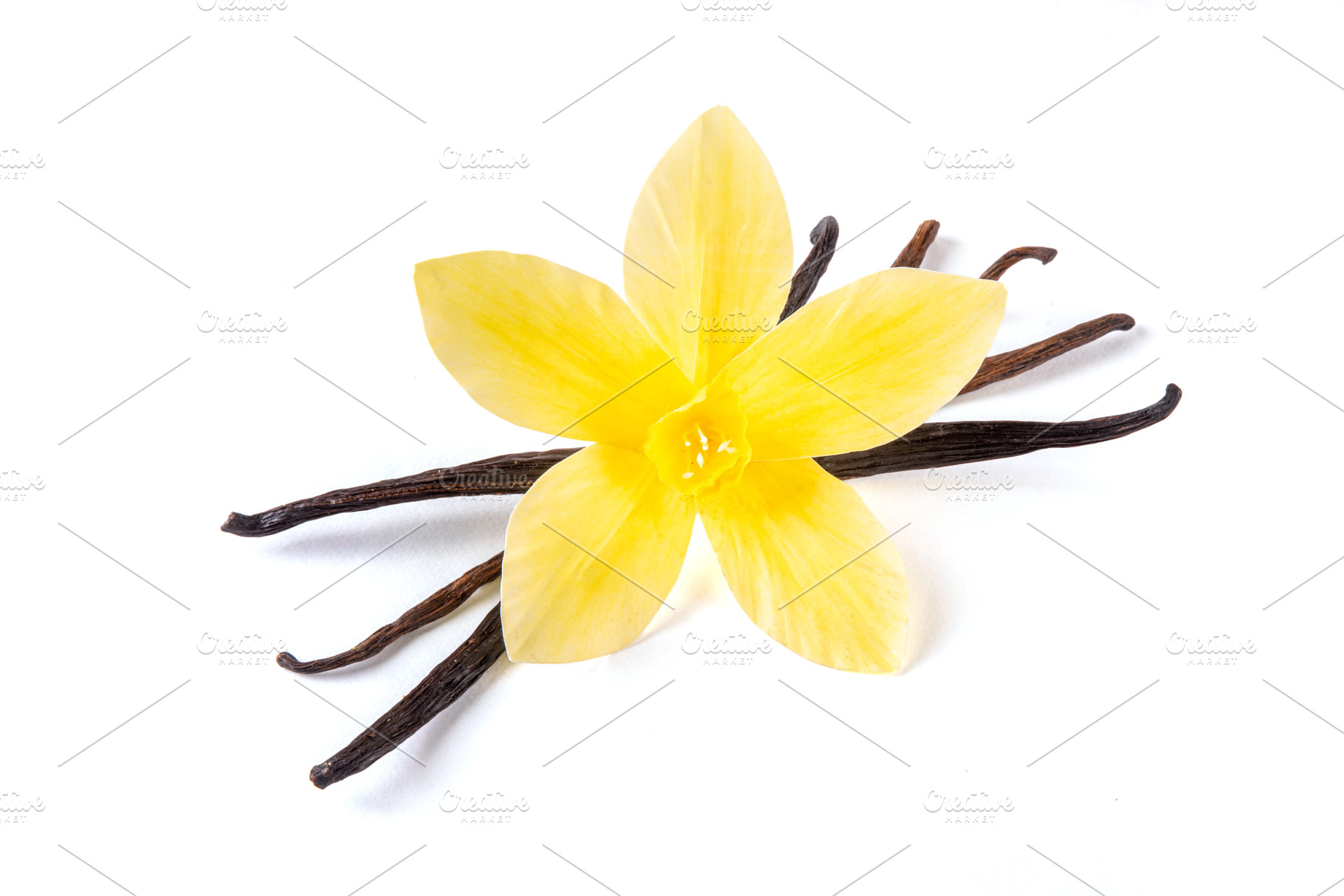 Vanilla bean and flower on white background, a Photo by Rimma