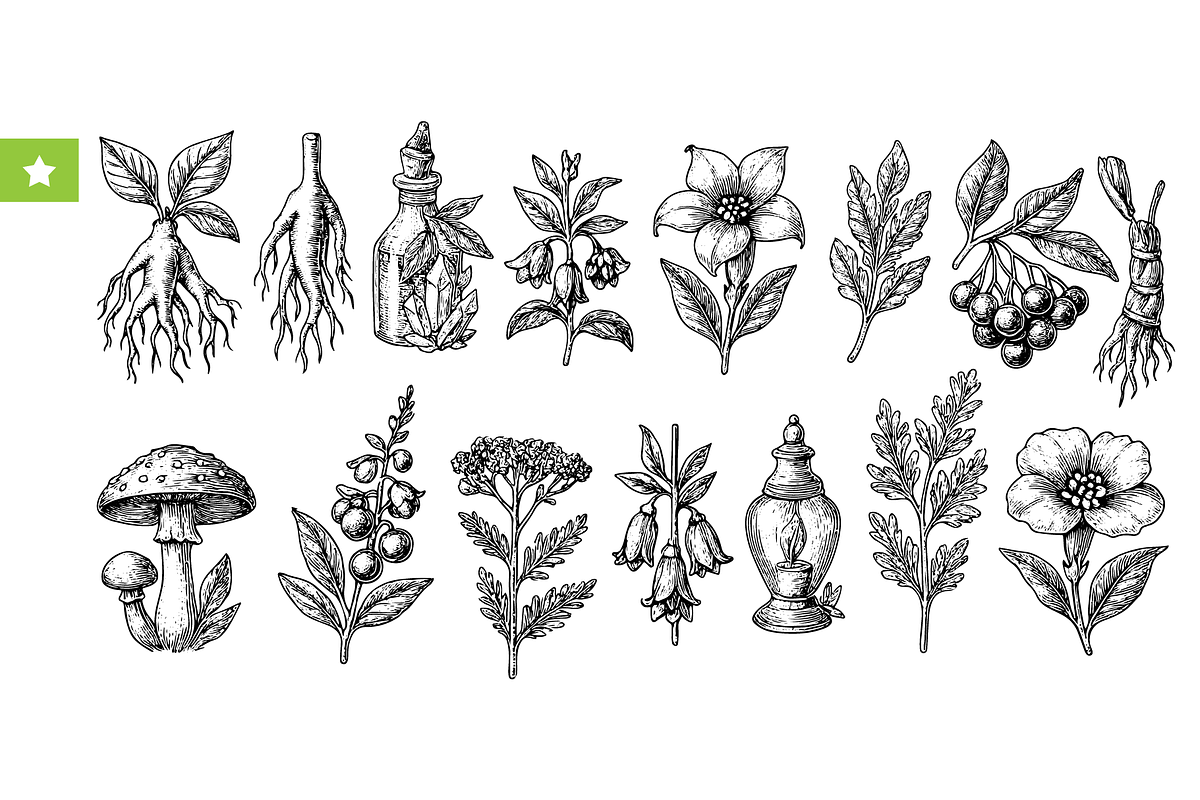 Herbal Medicine & Botanical, an Object Graphic by RT Studio