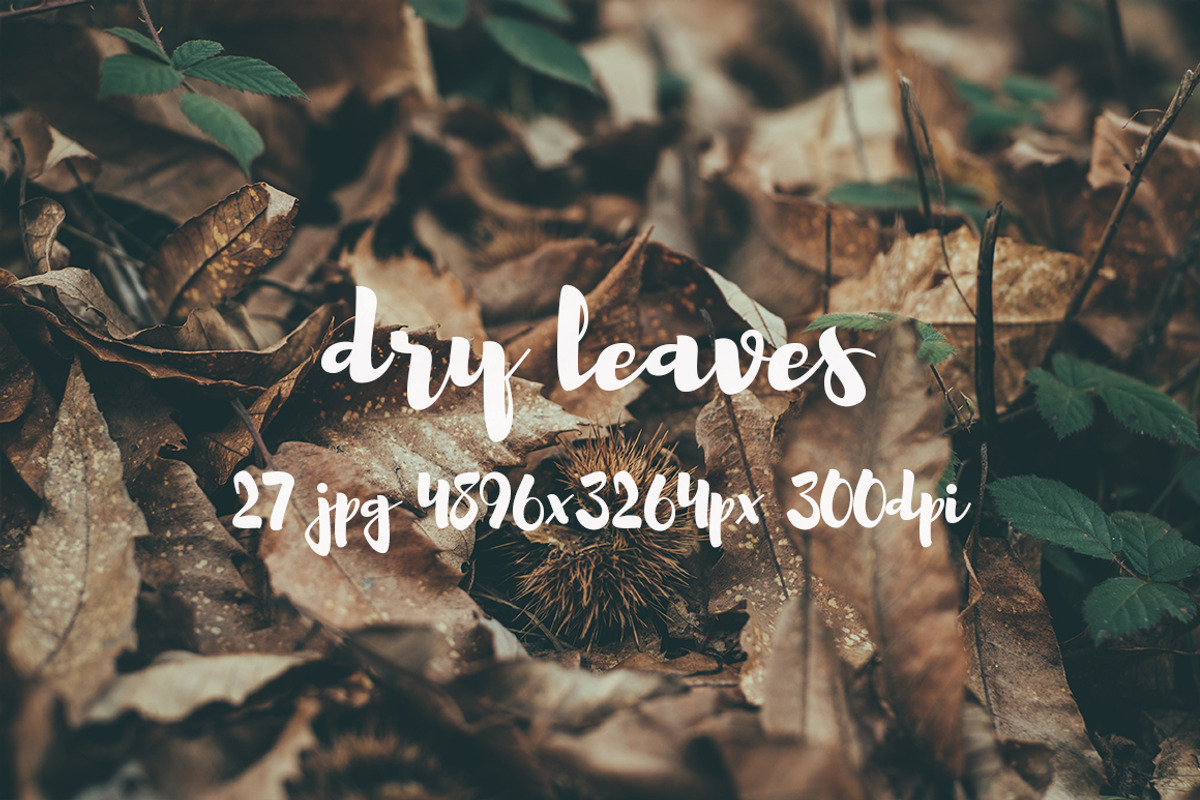 Dry leaves, a Templates & Theme by ApertureVintage (Photo 16 of 16)