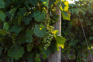 Sunlit cluster of green grapes hanging from a vine with lush leaves, ideal for, a Food & Drink Photo by Ales Munt