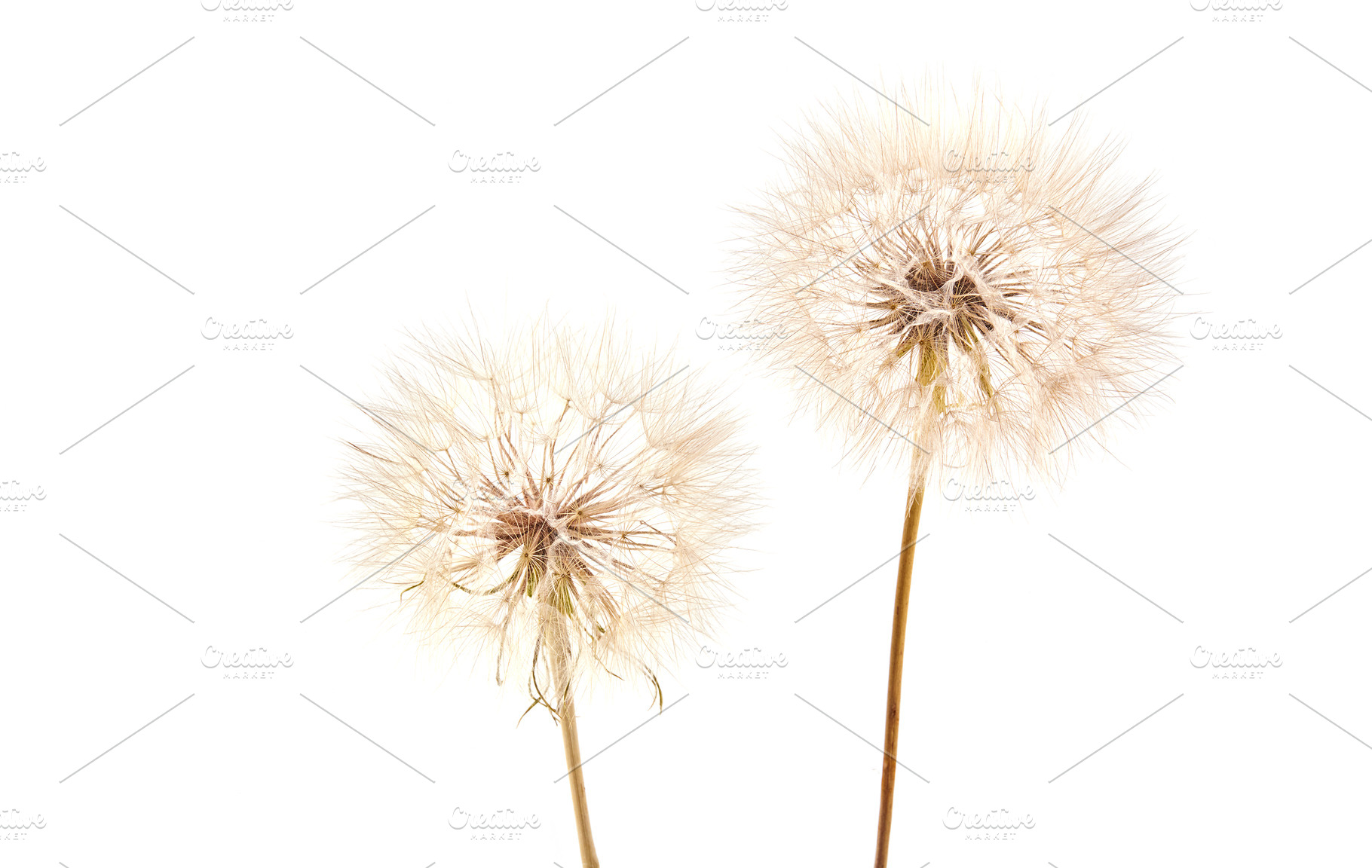 Big dandelion, a Background Photo by OleksandrRybitskyi