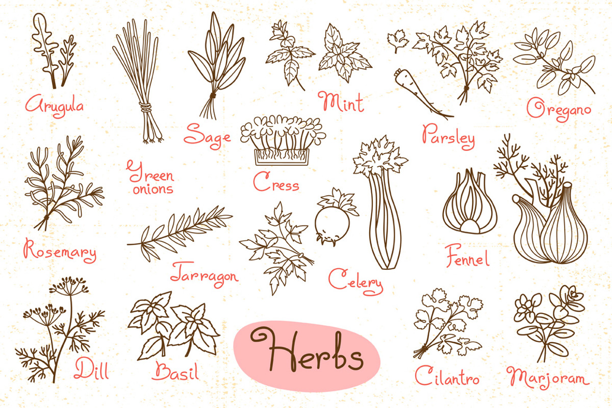 Herbs - Design Set, a Food Illustration by Baksiabat (Photo 2 of 2)