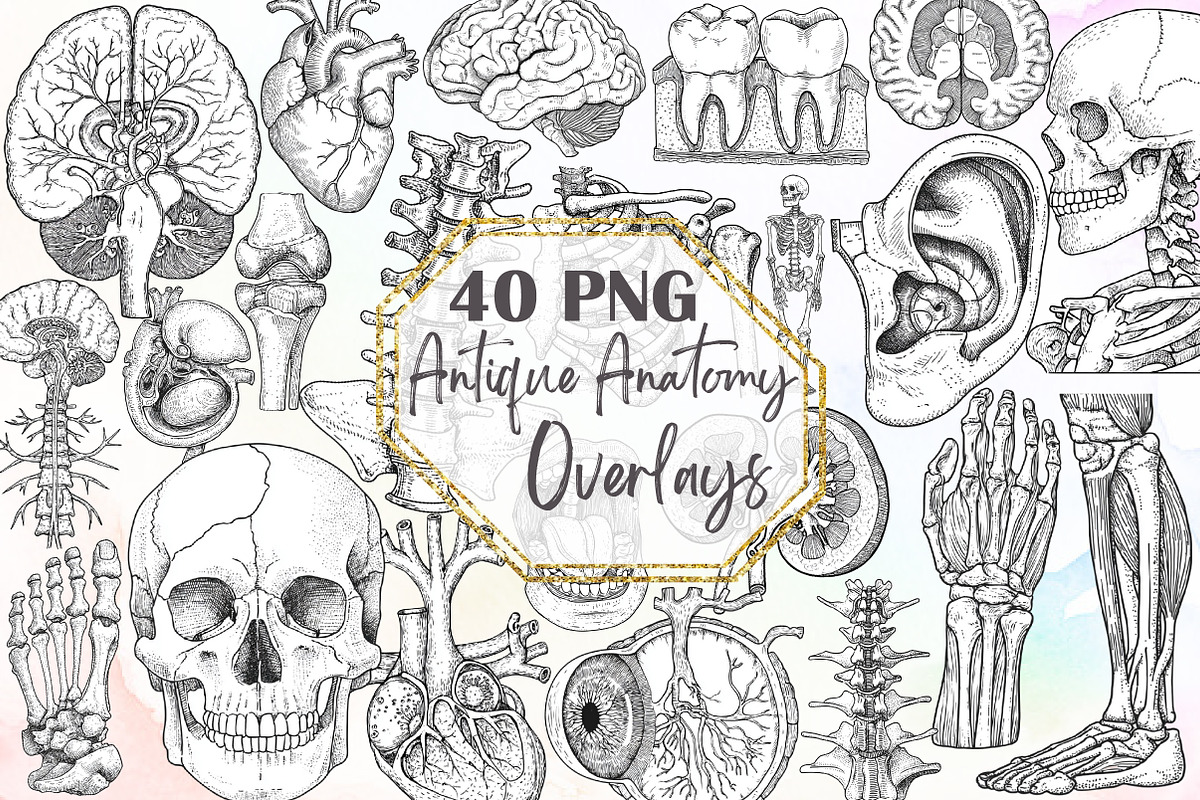 Antique Anatomy Overlays Set, an Illustration by Sublimation Artist (Photo 1 of 6)