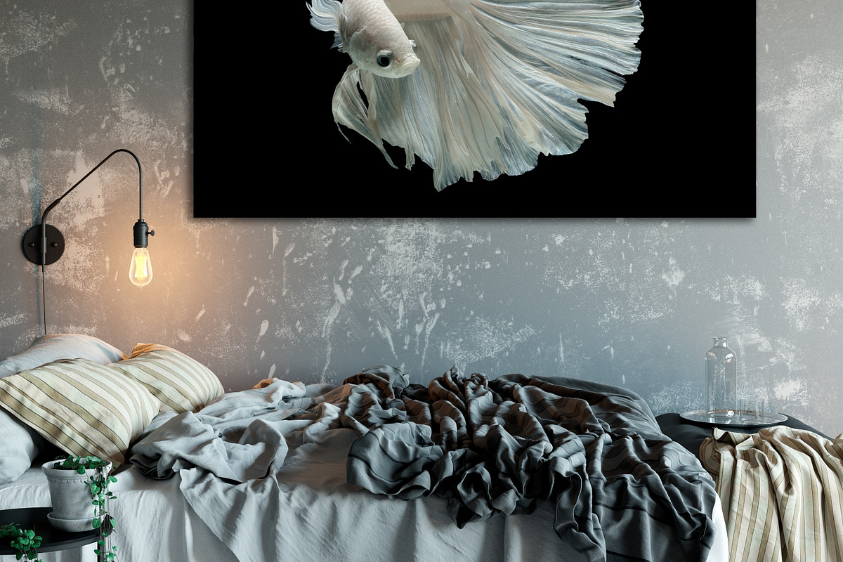 100 Photos of The Siamese Betta fish, an Animal Photo by coffeelover (Photo 3 of 12)