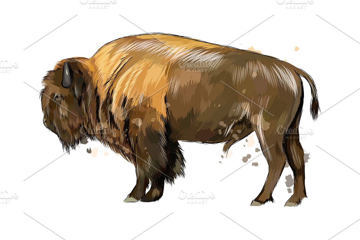Bison, buffalo from a splash, an Animal Illustration by 3D Tai (Photo 3 of 3)