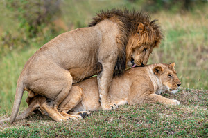 A pair of mating lions in the evening savannah, Kenya, an Animal Photo by Byrdyak