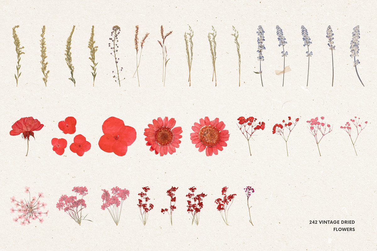 242 Vintage Dried Flowers, an Object Graphic by Ksuview (Photo 8 of 11)
