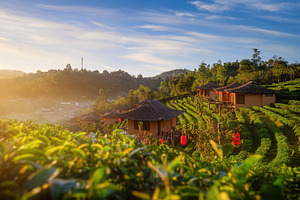 Terraced rice field village