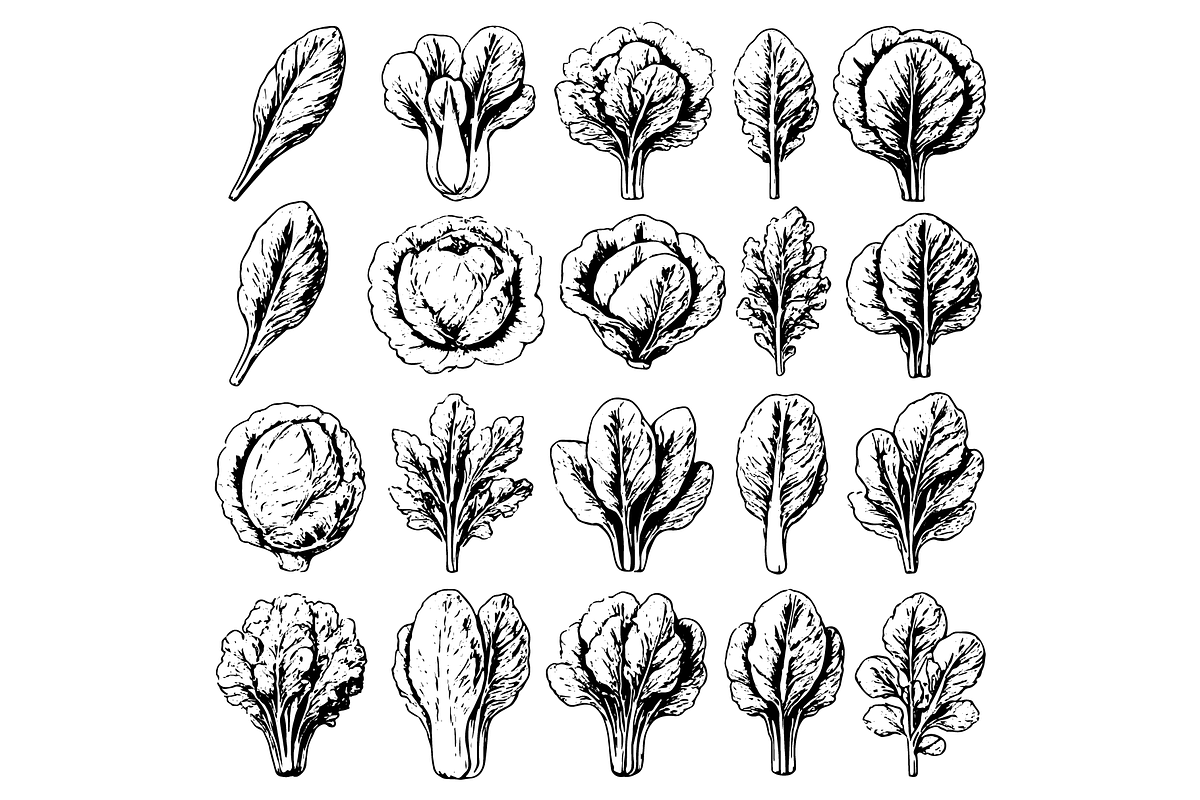 Leafy Vegetables Set, an Object Graphic by nikagraphic