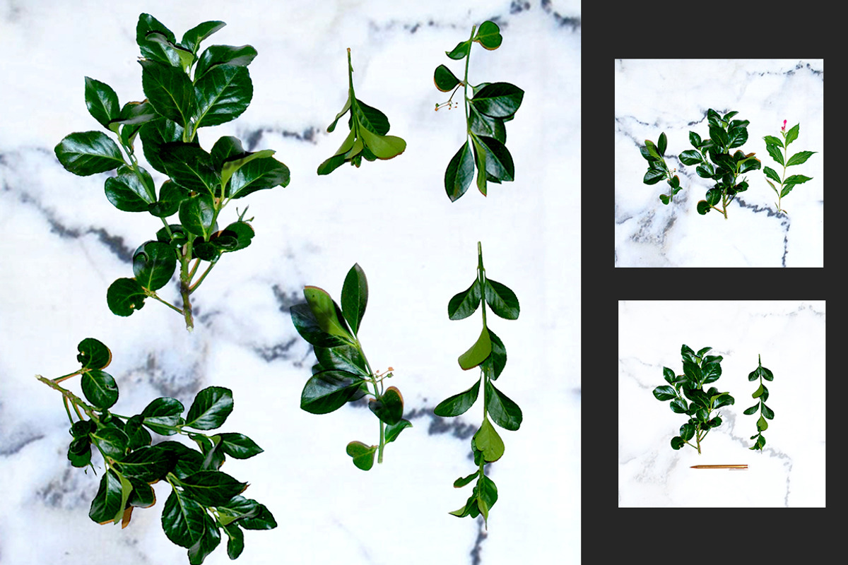Greenery Leaf + Marble Mockup Pack, a Product Mockup by Aloha Philly (Photo 3 of 6)