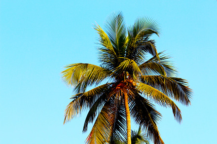 Coconut Tree ,Summer Season, a Nature Photo by Ashish S