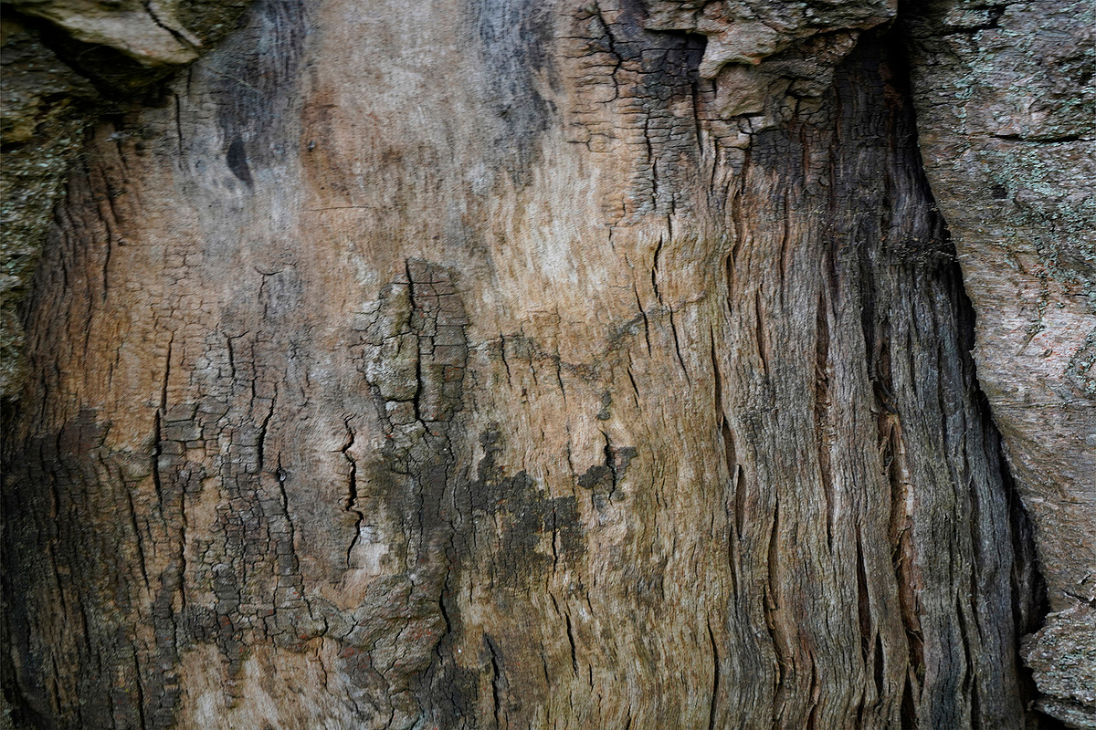 30 Tree Trunk Texture Photos, a Texture Graphic by Bilgep_design (Photo 11 of 16)