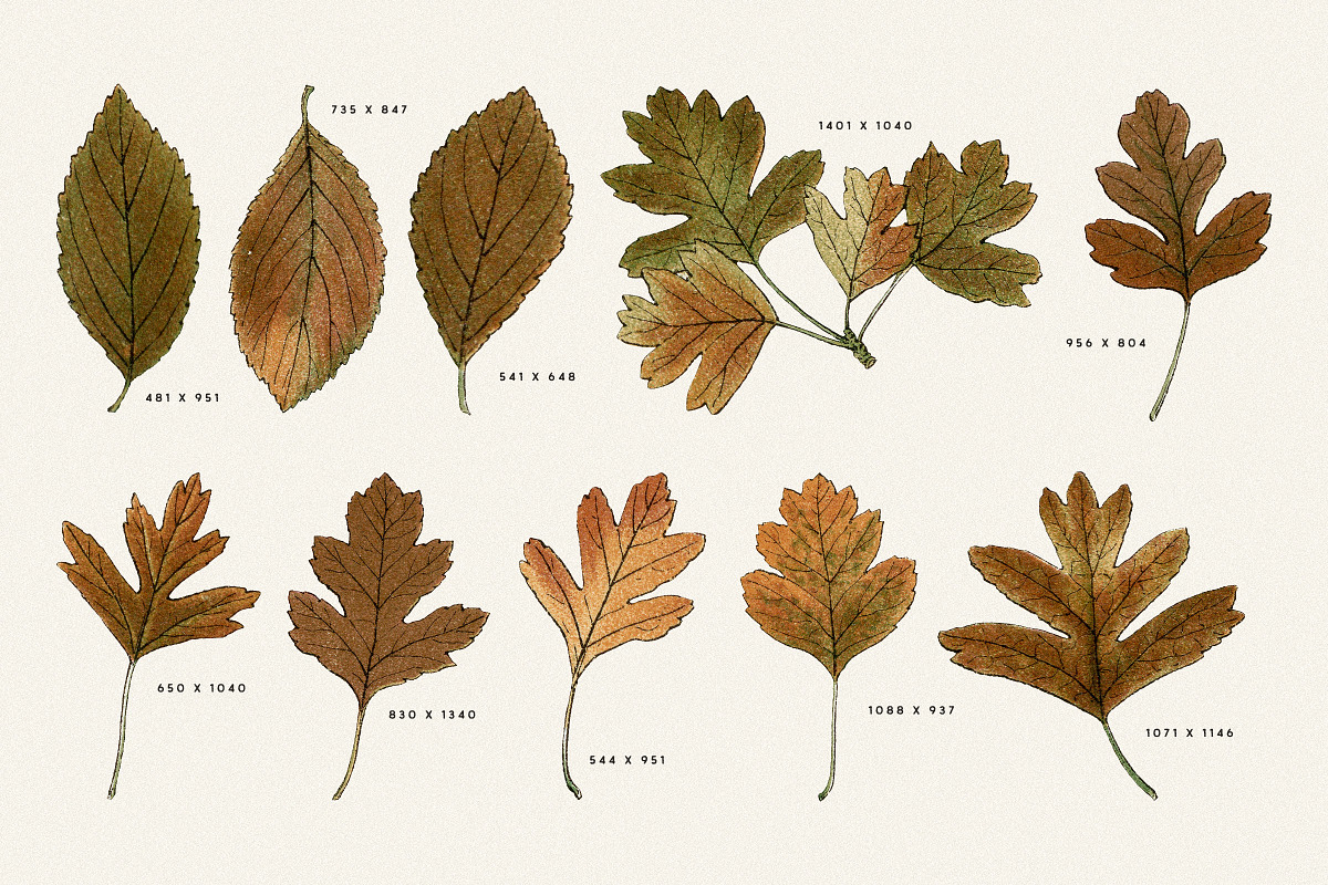 Autumn Leaves Clipart - 59 Images, an Object Illustration by Century Library (Photo 7 of 10)